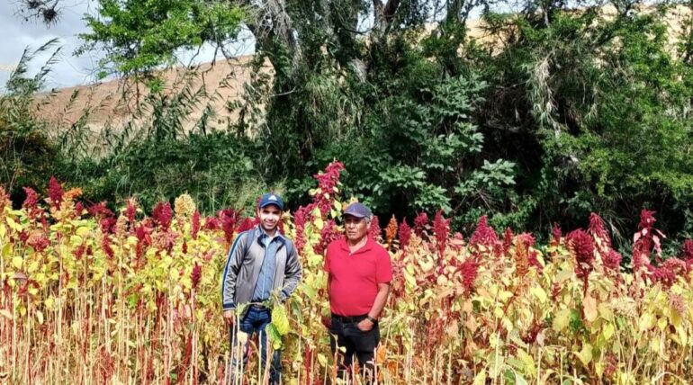 Biotecnologia_CDCA-_rastrojo_Amaranto_UNPA