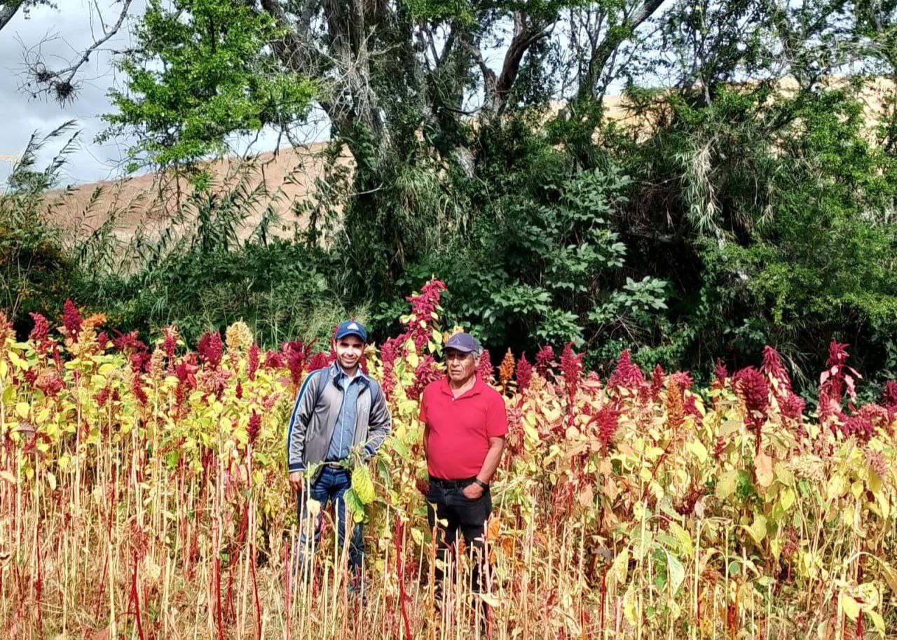 Biotecnologia_CDCA-_rastrojo_Amaranto_UNPA