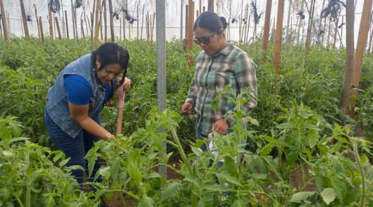 CIIDIR-OAXACA_CDCA_CENTEOTL_INVESTIGACION_AGROECOLOGIA