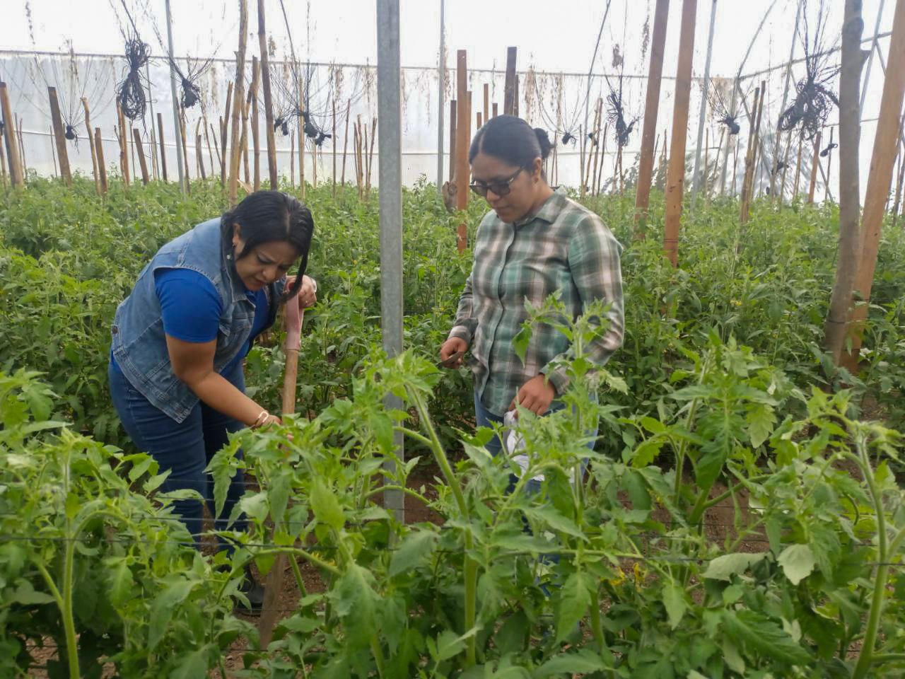CIIDIR-OAXACA_CDCA_CENTEOTL_INVESTIGACION_AGROECOLOGIA