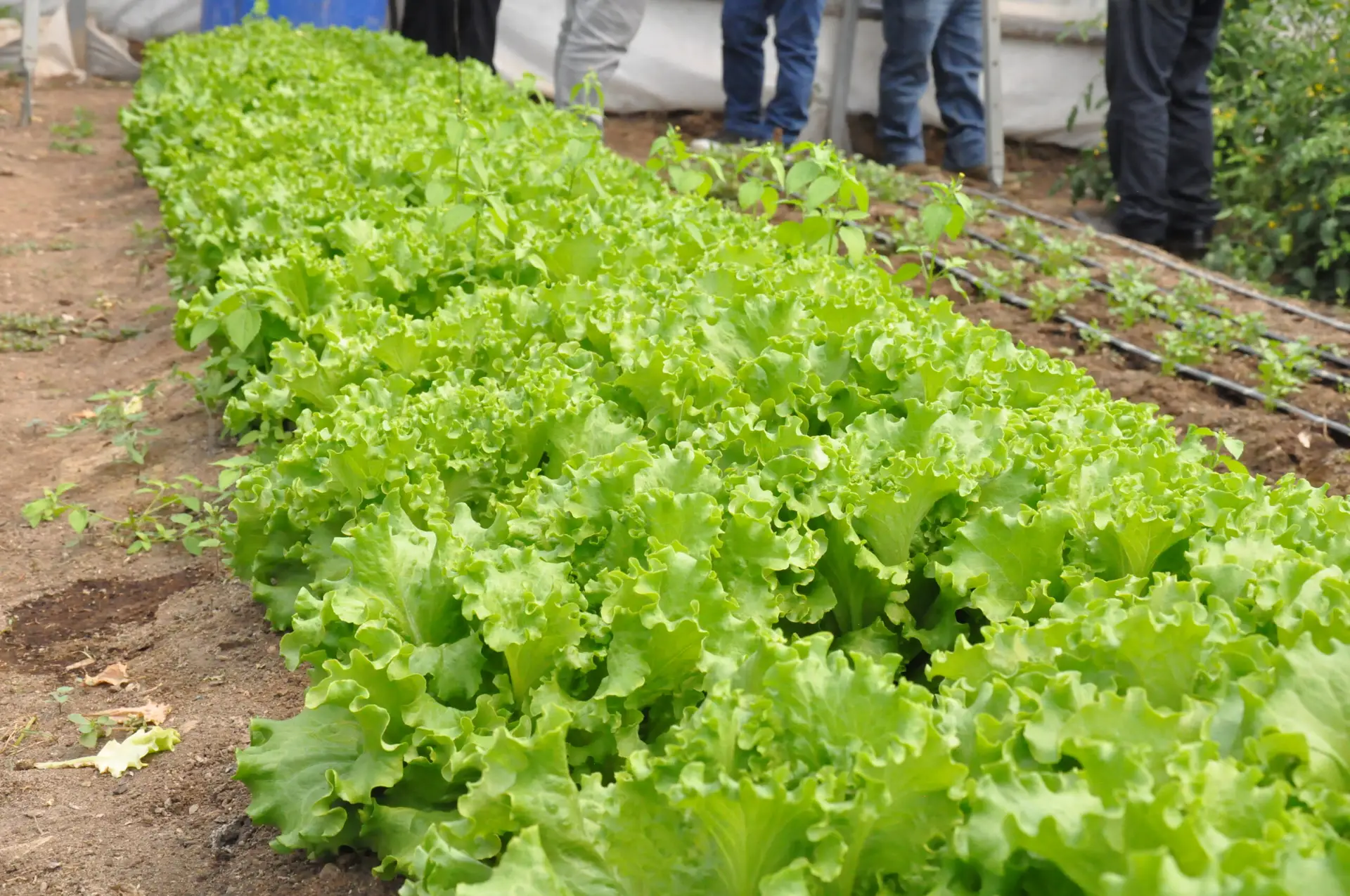 Lechugas Organicos