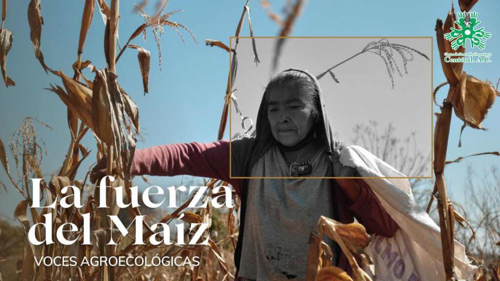 Voces agroecologicas, historias de mujeres oaxaqueñas que se dedican a la agricultura sustentable y que están logrando el mayor exito en sus cosechas.