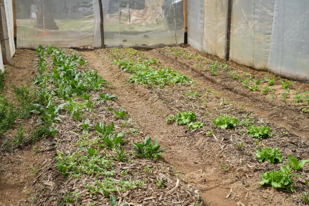Macrotúneles ecológicos en los Valles Centrales de Oaxaca